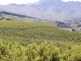 Fruit farms