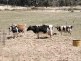 Dairy farms