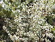 Organic herbs and teas