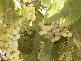 Table Grapes
