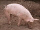 free range pork